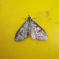Palpita aenescentalis