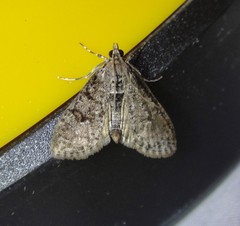 Palpita aenescentalis