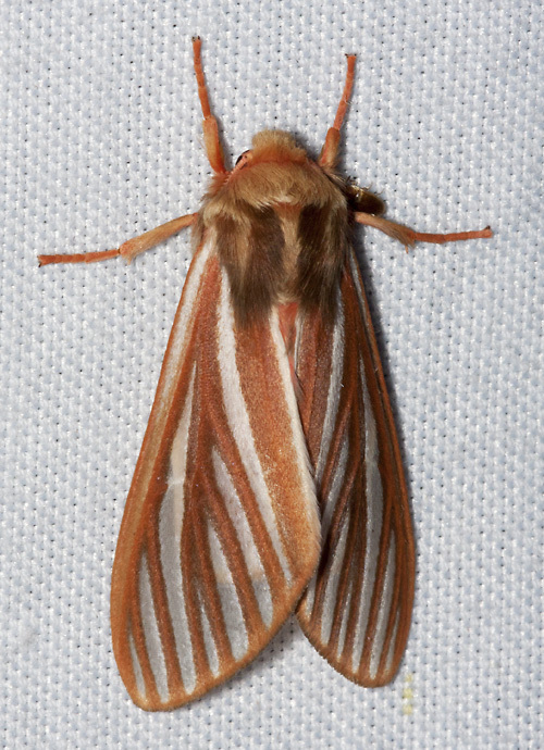 Striped Glassy-wing