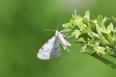 Eupithecia cretaceata