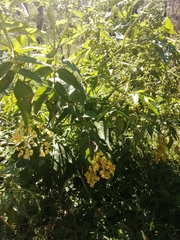 Sambucus gaudichaudiana