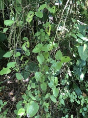 Clematis cunninghamii