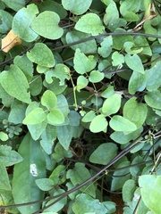 Clematis cunninghamii