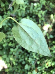 Clematis cunninghamii