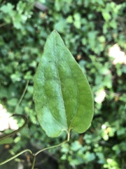 Clematis cunninghamii