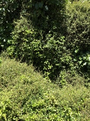 Clematis cunninghamii