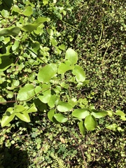 Clematis cunninghamii