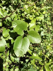 Clematis cunninghamii