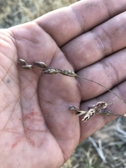 Vaseyochloa multinervosa