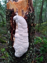 Fomitopsidaceae