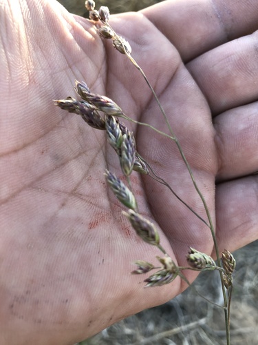 Vaseyochloa multinervosa