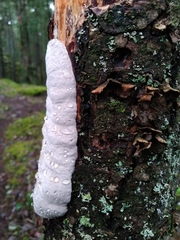 Fomitopsidaceae