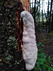 Fomitopsidaceae