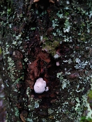 Fomitopsidaceae
