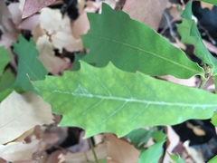 Quercus affinis