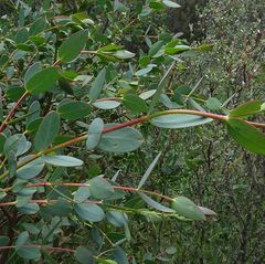 Eucalyptus parvula