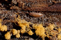 Trichoniscus pusillus