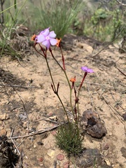 Mandevilla myriophylla