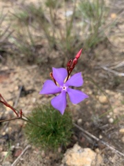 Mandevilla myriophylla