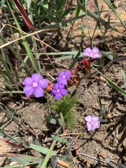 Mandevilla myriophylla