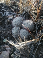 Mammillaria gilensis