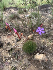 Mandevilla myriophylla