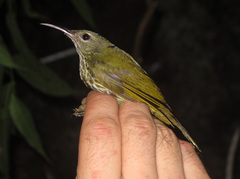 Kurochkinegramma hypogrammicum