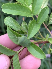 Nezara viridula