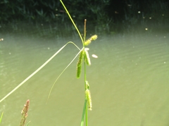 Carex excelsa