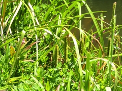 Carex excelsa