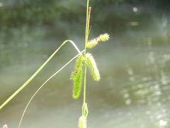Carex excelsa