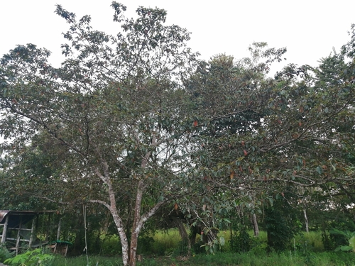 Byrsonima crassifolia - Whole tree