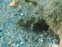 Cryptocentrus strigilliceps