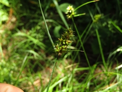 Carex bracteosa