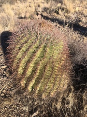 Ferocactus wislizeni