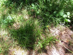 Carex bracteosa