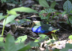 Pitta moluccensis