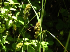 Carex bracteosa