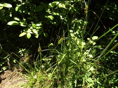 Carex bracteosa