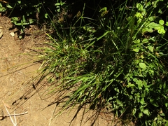 Carex bracteosa