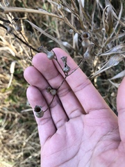 Rhexia nashii