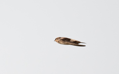 Petrochelidon preussi