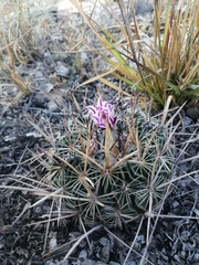 Echinofossulocactus zacatecasensis