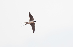 Pseudhirundo griseopyga