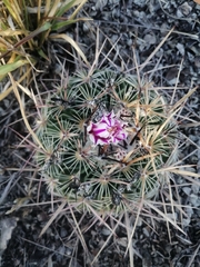 Echinofossulocactus zacatecasensis