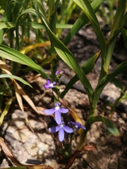 Lobelia dentata