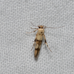 Stathmopoda tritophaea