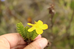 Hypericum mexicanum