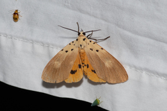 Asota iodamia