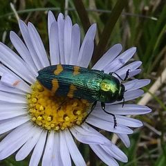 Castiarina dimidiata
